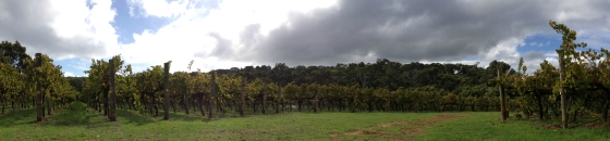 vineyardpanorama_cropped